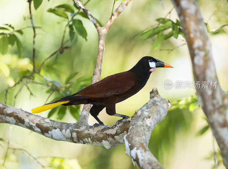 Montezuma Oropendola，哥斯达黎加的野生鸟类，Psarocolius Montezuma